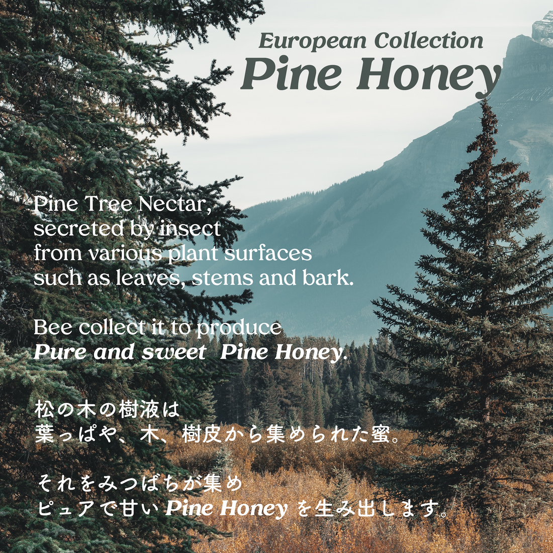 PINE HONEY